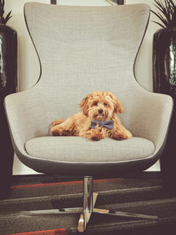 Hund liegt auf Sessel im Büro