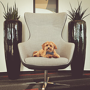 Cybertrading's dog Chewy on the chair